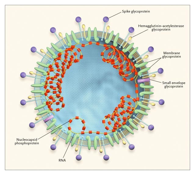 Coronavirus science